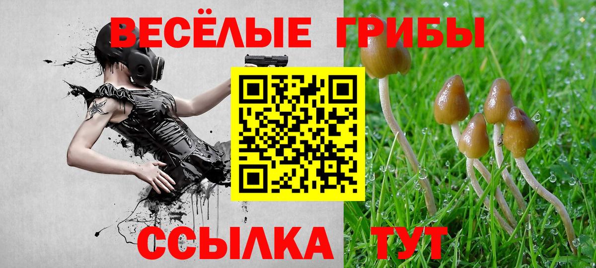 Псилоцибиновые грибы Psilocybe Шарыпово